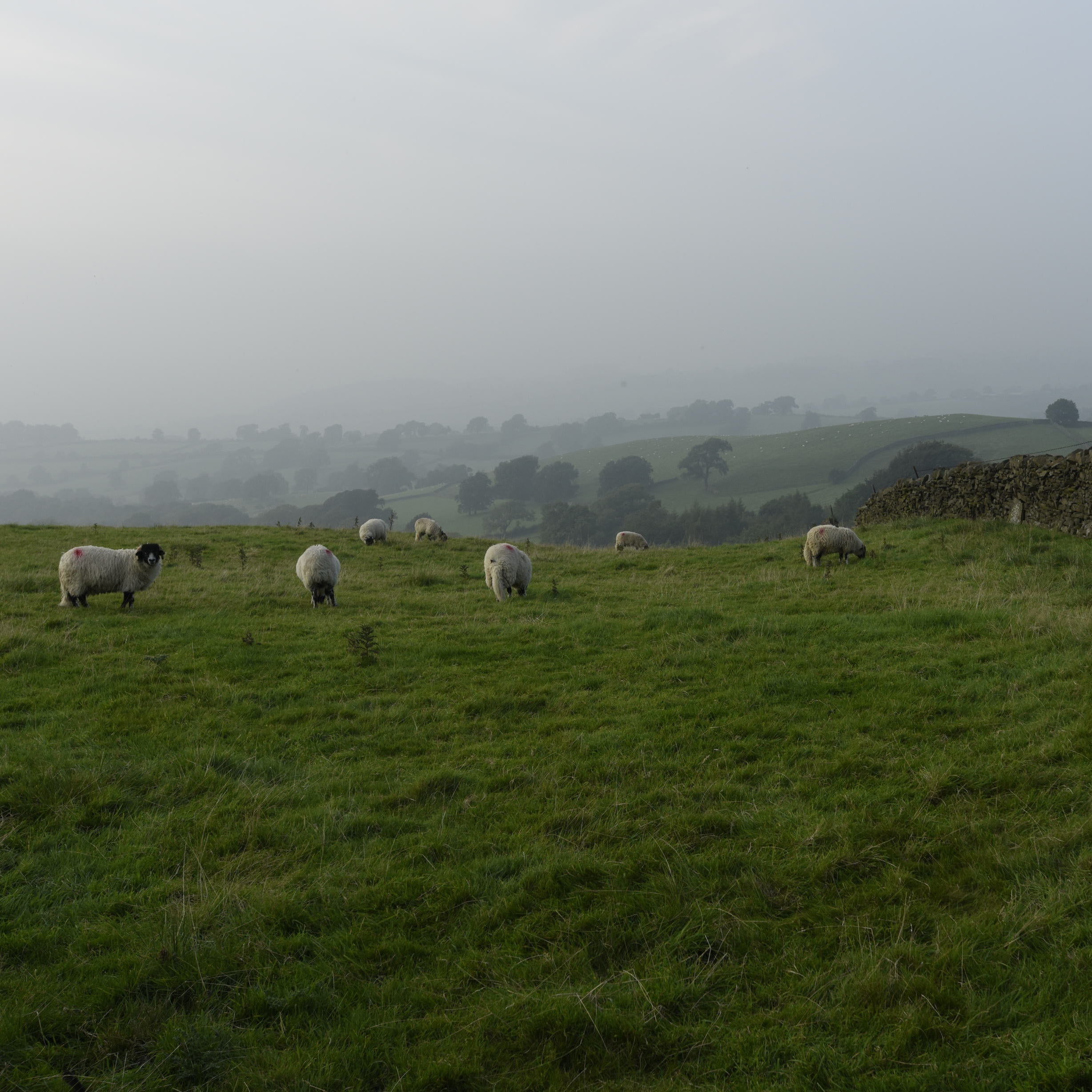 Sheep grazing in a misty field with a stone wall in the background